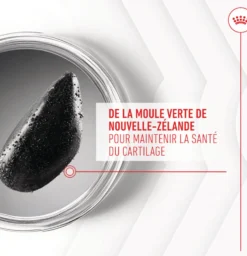 Aliment complémentaire Joint & Ageing Chews pour chien