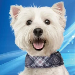 Aqua Coolkeeper - collier rafraîchissant pour chien