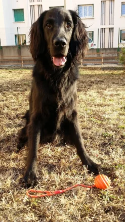 Balle à lancer chien