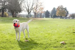 Ballon Fumble Fetch