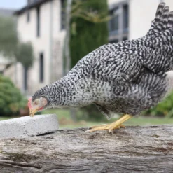 Bloc à picorer poules