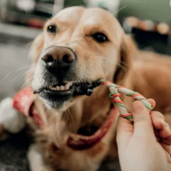 Canne de Noël chien