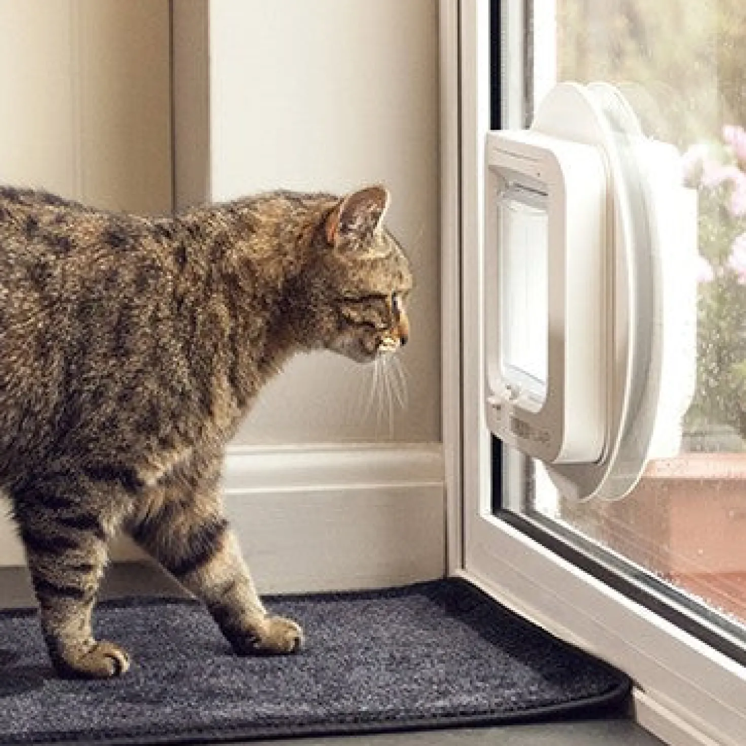 Chatière électronique chat