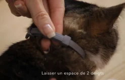 Collier Antiparasitaire Seresto Chat
