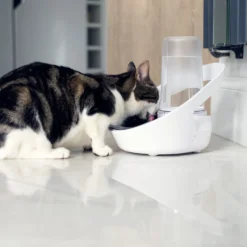 Distributeur d'eau Felaqua Connect chat