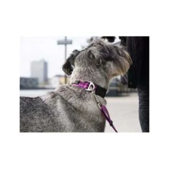Dog Copenhagen collier Urban Style chien