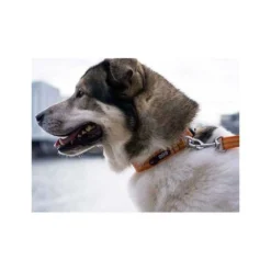 Dog Copenhagen collier Urban Style chien