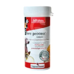 Flore Process chat, chien