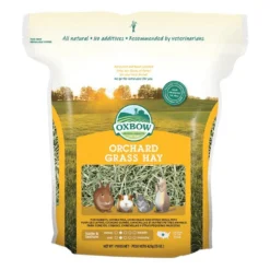 Foin Orchard Grass rongeur