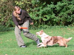 Frisbee Dog Activity chien