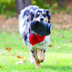 Frisbee Flyer Extrême Kong chien
