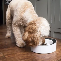 Gamelle balance anti-glouton Easy Weigh chien