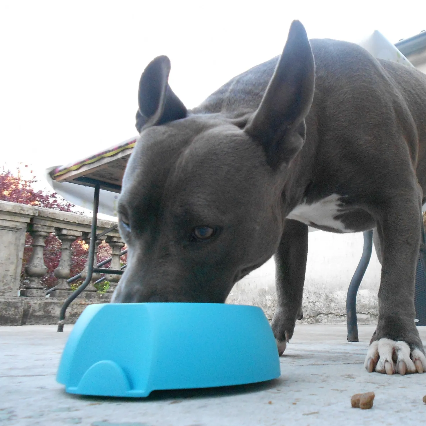Gamelle Made in France chien
