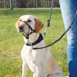 Harnais de dressage Top Trainer pour chien