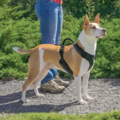 Harnais EasySport chien