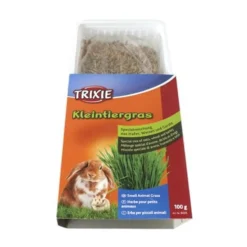 Herbe à faire pousser rongeur
