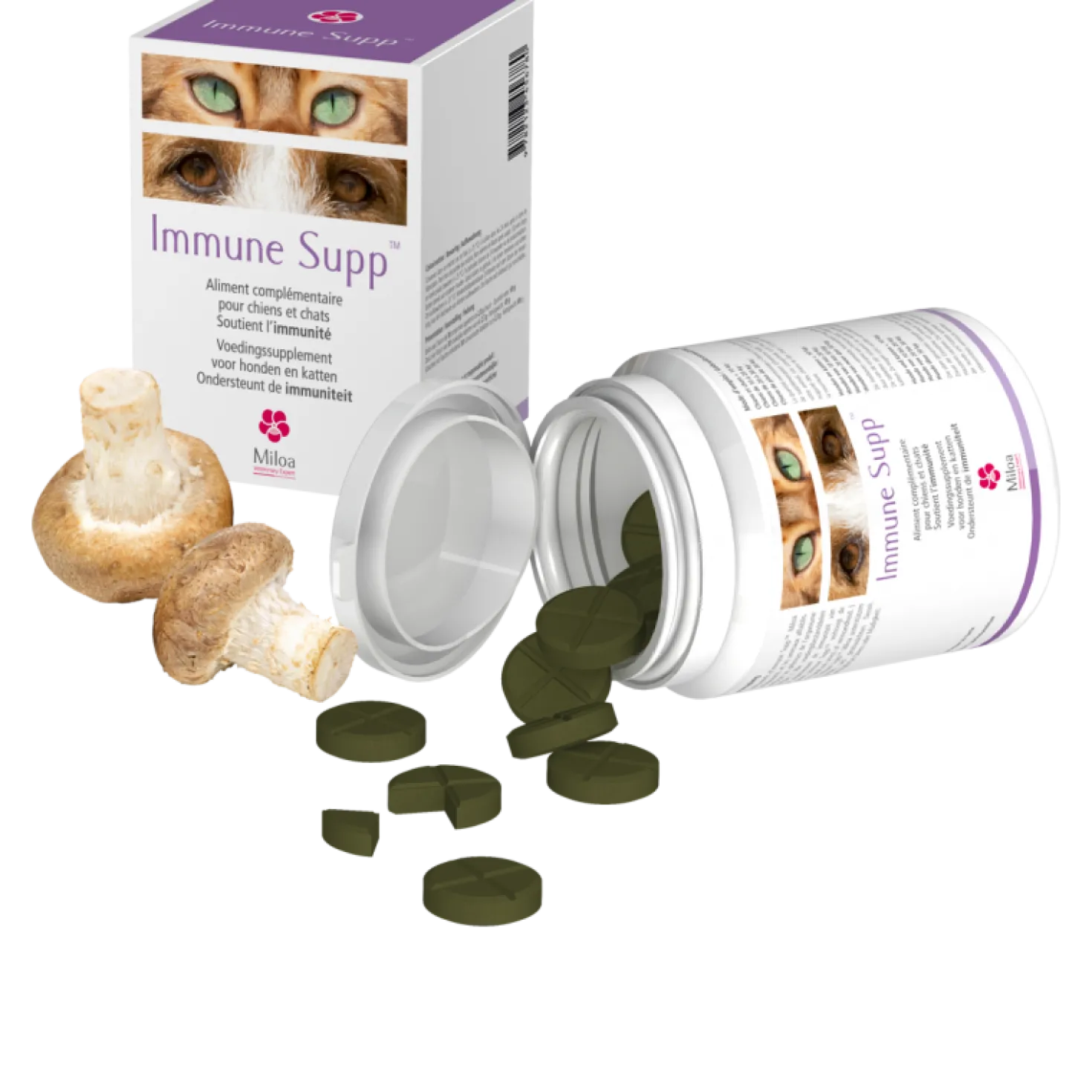 Immune Supp chat, chien