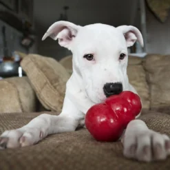 Jouet Classic KONG - Jouet à mâcher pour chien