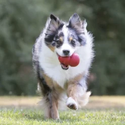 Jouet Classic KONG - Jouet à mâcher pour chien