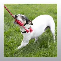 Jouet Dental Kong chien
