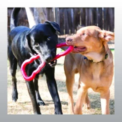 Jouet de traction tug toy pour chien