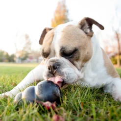 Jouet Extreme Kong à mâcher ultra-résistant chien