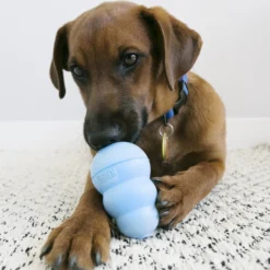 Jouet Kong chiot