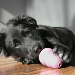 Jouet Kong chiot