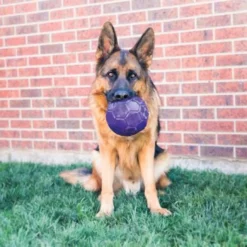 Jouet Kong Flexball chien