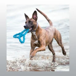 Jouet Kong Flyangle chien