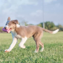 Jouet Kong Puppy Teeth chiot