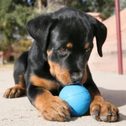 KONG Ball Puppy Coloris aléatoire