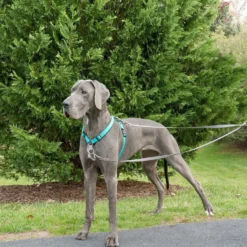 Laisse anti-traction Easywalk chien