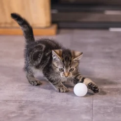 Lot de 4 balles ping pong chat, chaton