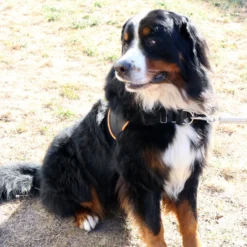 Multi Harnais Classic chien