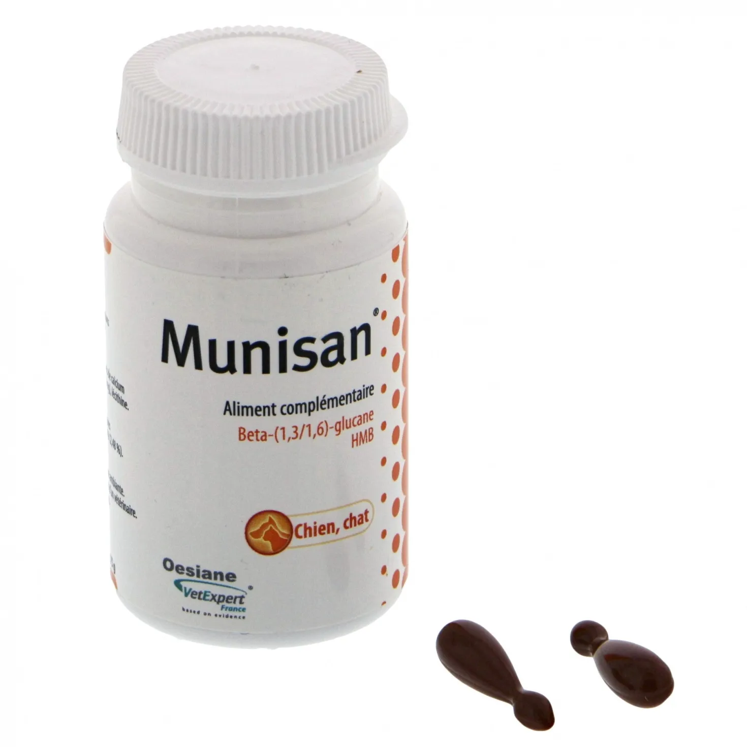Munisan chat, chien