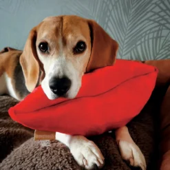 Peluche Kiss chien
