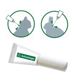 Pipettes Advantage chat, lapin