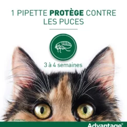 Pipettes Advantage chat, lapin