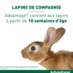 Pipettes Advantage chat, lapin