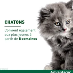 Pipettes Advantage chat, lapin