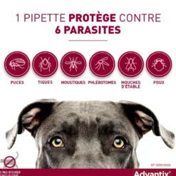 Pipettes Advantix chien