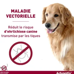 Pipettes Advantix chien