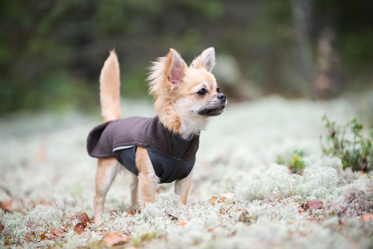 Pomppa Jumppa Chocolat manteau polaire chien