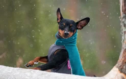 Pomppa Jumppa Forest manteau polaire chien