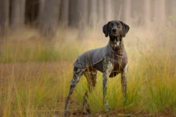 Pomppa Jumppa Graphite - manteau polaire chien