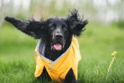 Pomppa Kevyt manteau imperméable pour chien Curry