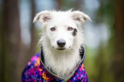 Pomppa Sade manteau imperméable pour chien Cosmos