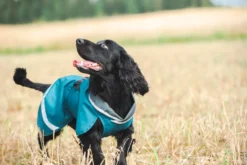 Pomppa Sade manteau imperméable pour chien Petrol