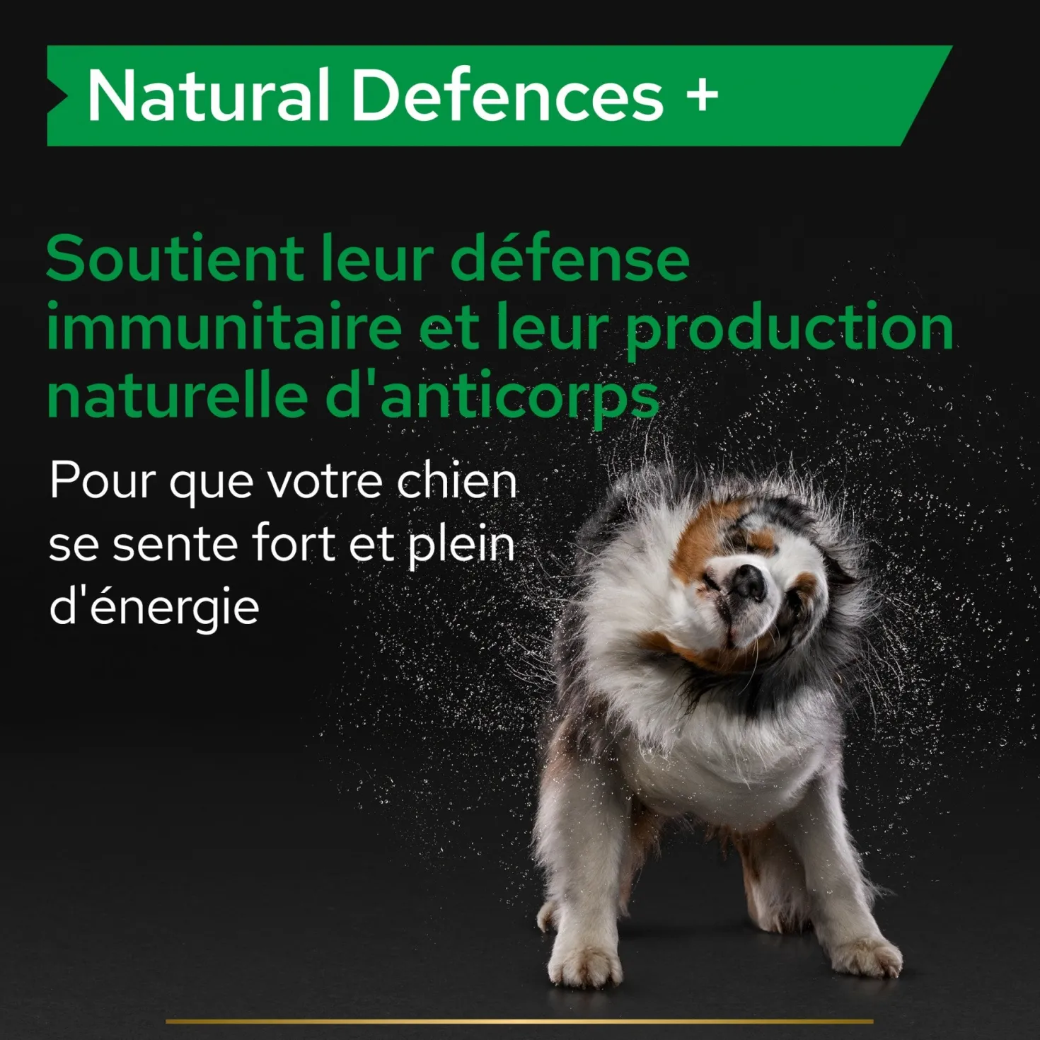 Pro Plan® Natural Defenses+ en comprimés chien